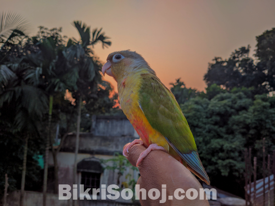 pineappale conure